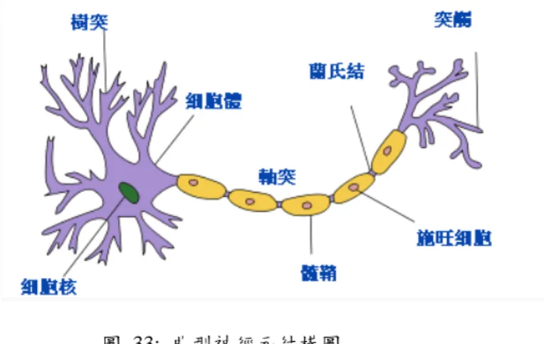 圖  33:  典型神經元結構圖  資料來源:  維基百科 http://zh.wikipedia.org/wiki/%E7%A5%9E%E7%B6%93%E5%85%83  圖  34:  老鼠大腦神經元  資料來源:  生物幫資訊  http://www.bio1000.com/qw/tupian/498978.html  圖  35:  典型神經元結構圖  資料來源:科學人雜誌  http://sa.ylib.com/MagCont.aspx?PageIdx=2&amp;Unit=featureart