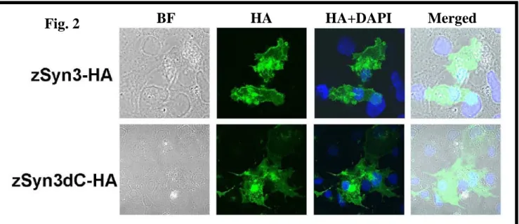 Fig. 2 BF HA HA+DAPI Merged