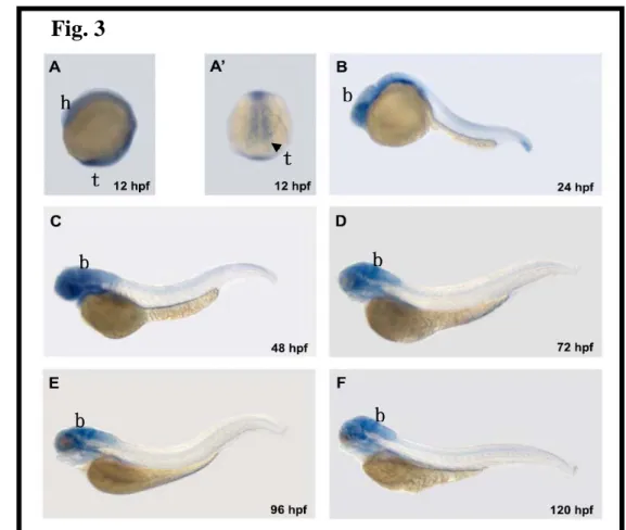 Fig. 3    h  t t b b b b b Fig.4 