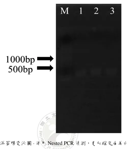 圖  2 0.8%洋菜膠電泳圖 ， 使用 Nested PCR 偵測，更加確定南美白對蝦 感染 EHP 微孢子蟲。M 為 100 bp ladder DNA。