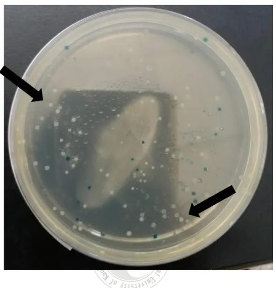 圖  4  pGEM-T  Easy 載體回收純化 DNA 片段，以 TA  cloning 的方式，植 入到 pGEM-T Easy 載體中，經轉型作用(Transformation)到大腸桿菌  JM109 中，白色是成功轉型到大腸桿菌 JM109 的菌株，藍色則是未 成功轉型的菌株。 