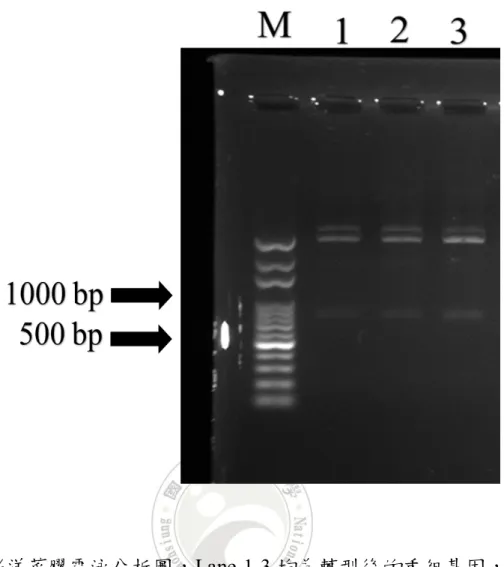 圖  5 0.8%洋菜膠電泳分析圖，Lane 1-3 均為轉型後的重組基因，經限制 酶切割後，顯示重組基因含 EHP 微孢子蟲片段基因(約 779 bp)。M 為 100 bp ladder DNA。