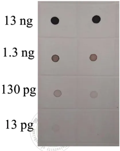 圖  9  點墨雜交法(Dot blot hybridization)之靈敏度試驗圖，將 DIG 標識的 EHP 微孢子蟲探針，利用已建構完成之南美白對蝦兩組重組質體進 行之靈敏度測試，從圖片中可以看見含量高於 13  pg/μL 的 EHP 微 孢子蟲核酸重組質體均可被測得。