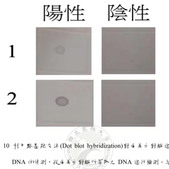 圖  10  利用點墨雜交法(Dot  blot  hybridization)對南美白對蝦進行組織 DNA 的偵測，從南美白對蝦所萃取之 DNA 進行檢測。結果可檢 測到南美白對蝦感染 EHP 微孢子蟲的病原 DNA。 