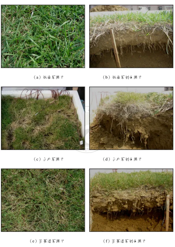 圖 3-1-11 植草組實況照片