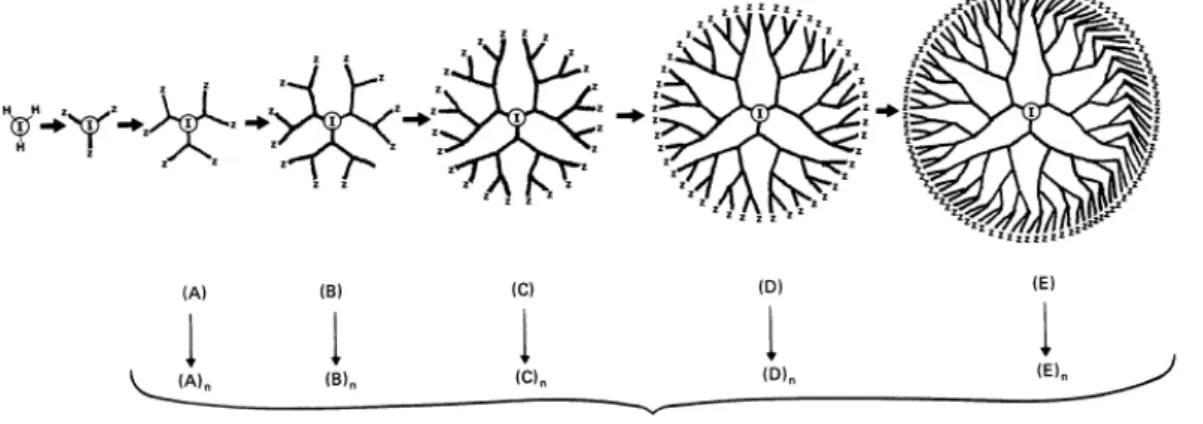 圖 2.1 Dendrimer  增長結構圖  (Tomalia et al., 1985) 