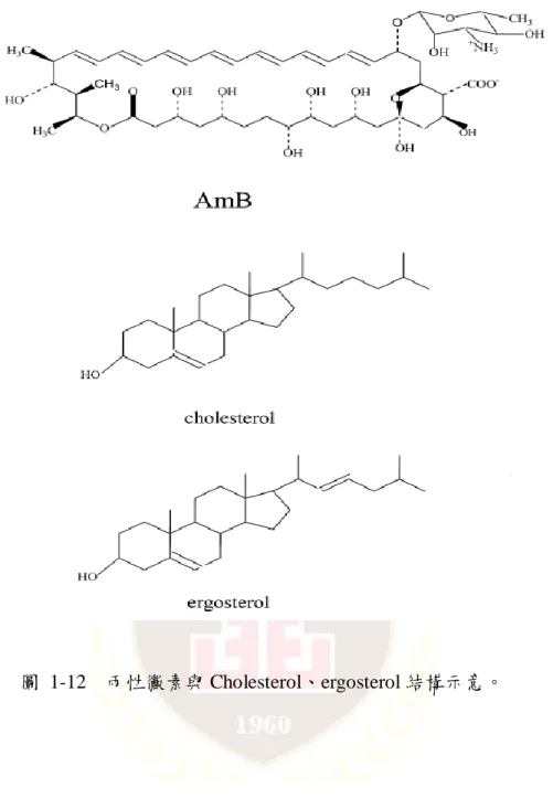 圖  1-12    兩性黴素與 Cholesterol、ergosterol 結構示意。 
