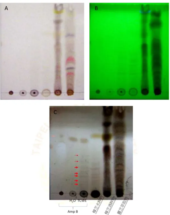 圖  4-1    T. camphorata  and AmB combination test. 