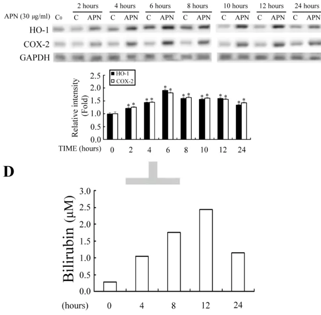 Fig. 1  脂締素在肝細胞中誘發 脂締素在肝細胞中誘發 脂締素在肝細胞中誘發  脂締素在肝細胞中誘發     HO-1 及 及 及 及  COX-2 的表現 的表現， 的表現 的表現 ， ， ，並提高 並提高 並提高 並提高  HO-1 的的 的酵素的 酵素酵素 酵素活性活性活性 活性。。。 。 