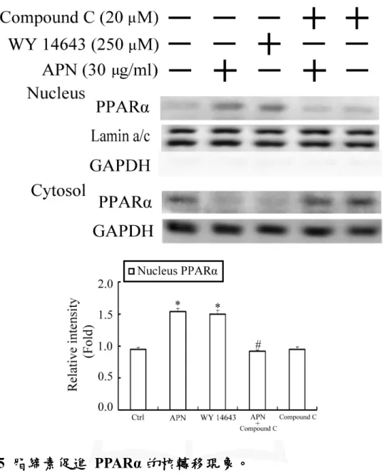 Fig. 5  脂締素促進 脂締素促進 脂締素促進 脂締素促進      PPARα 的核轉移現象 的核轉移現象 的核轉移現象 的核轉移現象。 。 。 。  首先以 Compound C  對細胞進行前處理，再給予細胞脂締素。同時 以  PPARα  的促效劑  WY 14643  做為正調控。一小時後收下細胞進 行核質分離，再以西方墨點法分析。在給予脂締素及促效劑的組別中 可以看到  PPARα  出現了一個明顯的核轉移現象；而在以 Compound  C  前處理的組別中，這個現象則會被反轉。   
