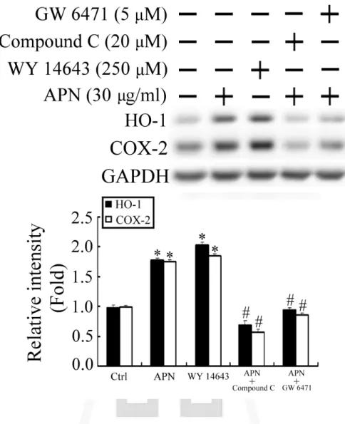 Fig. 6  脂締素在肝細胞中誘發 脂締素在肝細胞中誘發 脂締素在肝細胞中誘發 脂締素在肝細胞中誘發  HO-1/COX-2 的表現 的表現 的表現 的表現， ， ， ，需透 需透 需透 需透過 過 過  PPARα  過 的活化的活化的活化 的活化。。 。 。 先以 Compound  C  或  PPARα  抑制劑  GW  6471 對細胞進行前處 理，再給予脂締素。  PPARα  促效劑  WY  14643  則做為一正調控的 組別。收下細胞後，以西方墨點法分析。結果可看到，在給予脂締素 或
