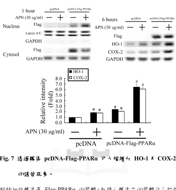 Fig. 7  透過 透過 透過 透過轉染 轉染 轉染 轉染  pcDNA-Flag-PPARα  可大幅增加 可大幅增加 可大幅增加 可大幅增加  HO-1 及 及 及 及 COX-2 的誘發現象的誘發現象的誘發現象 的誘發現象。。 。 。 對肝細胞轉染帶  Flag-PPARα  的質體，同時也轉染空的質體作為控制 組。經過 48 小時後給予脂諦素作用並分析 1 小時上的 Flag-PPARα  融 合蛋白的核轉移現象，6 小時上的  HO-1 與 COX-2  的誘發情形。結 果可看到：給藥 1 小時