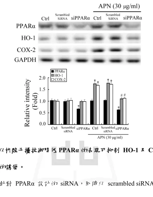 Fig. 9  以核酸干擾技術 以核酸干擾技術 以核酸干擾技術 以核酸干擾技術降低 降低 降低 降低 PPARα 的表現可抑制 的表現可抑制 的表現可抑制  HO-1 及 的表現可抑制 及 及 及 COX-2 的誘發