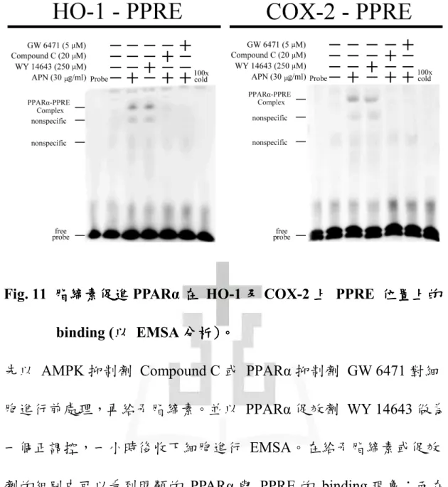 Fig. 11   脂締素促進    脂締素促進 脂締素促進 PPARα 在 脂締素促進 在 在 在  HO-1 及 及 COX-2 上 及 及 上 上 上  PPRE  位置上的 位置上的 位置上的 位置上的 binding (以以以 以  EMSA 分析分析 分析)分析)) )。。。 。 