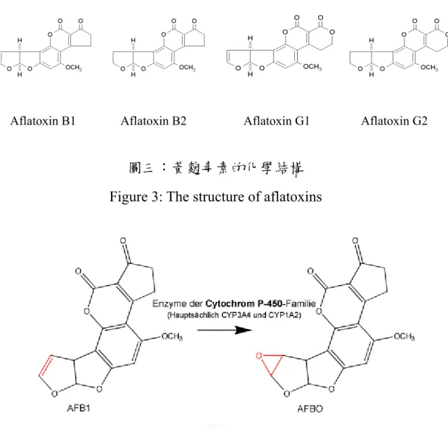 Figure 4:    Form reactive aflatoxin B 1 -epoxide  