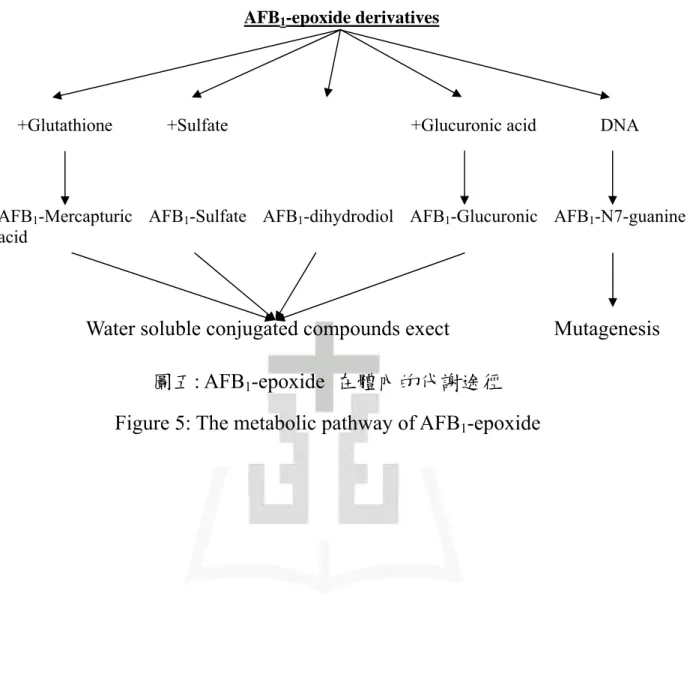 Figure 5: The metabolic pathway of AFB 1 -epoxide 