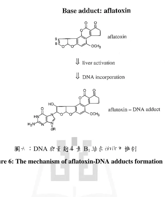 Figure 6: The mechanism of aflatoxin-DNA adducts formation 