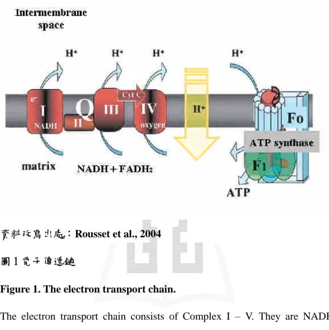 Figure 1. The electron transport chain.