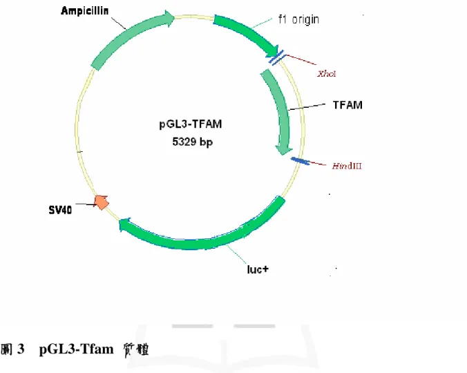 圖 3 pGL3-Tfam 質體