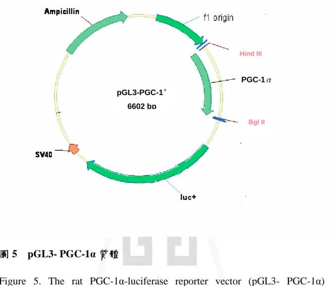 圖 5 pGL3- PGC-1α質體