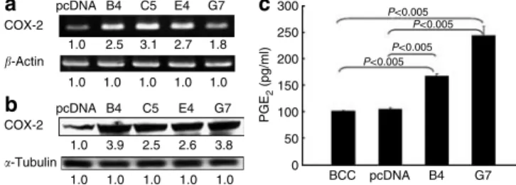Figure 2. Expression of COX-2 protects BCC cells against apoptosis. (a) The cell apoptosis was measured by cell death ELISA