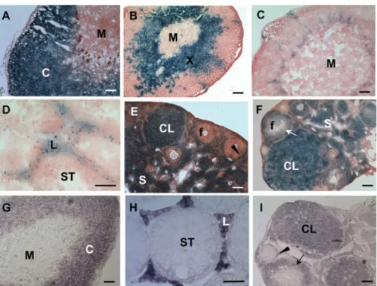 FIG. 2. Cre-mediated b-galacto- b-galacto-sidase expression in adrenal glands and gonads of SCC-Cre/
