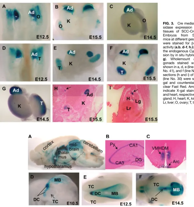 FIG. 3. Cre mediated b-galacto- b-galacto-sidase expression in embryonic tissues of SCC-Cre/R26R mice.