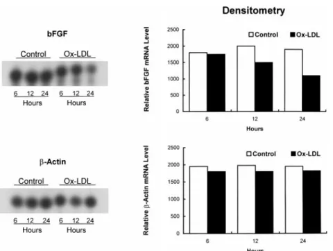 Figure 5. Time-course effects of ox-LDL on bFGF and b-actin mRNA levels assessed by RNase protection assay and densitometry in BAECs incubated with 100 mg/mL ox-LDL for 6, 12, or 24 hours  rela-tive to PBS control (C).