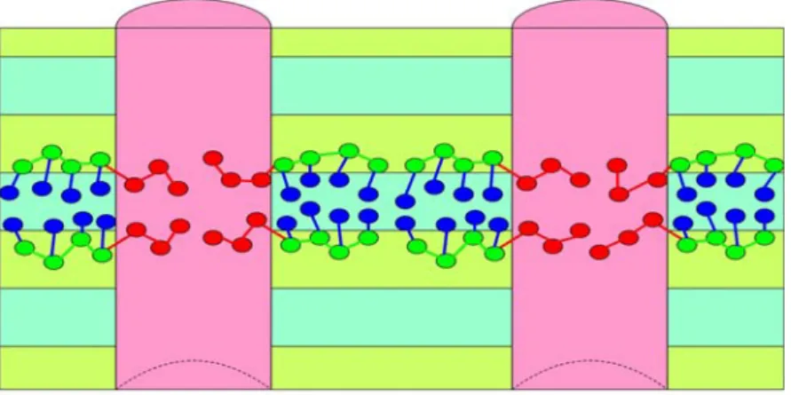 Fig. 10.    Schematic plot of molecular arrangements for A-block-(B-graft-C) comb-coil  copolymers in various types of structure-within-structures