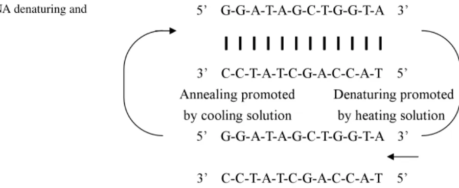 Fig. 1 DNA denaturing and annealing
