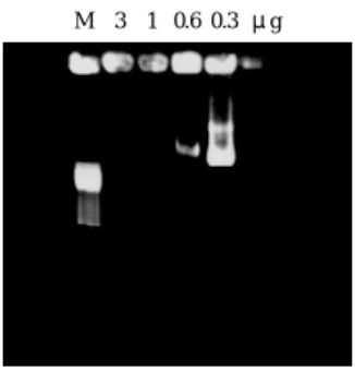 Fig. 2 Capillary zone electrophoresis to monitor the conjugation of  protamine and asialofetuin (Af)