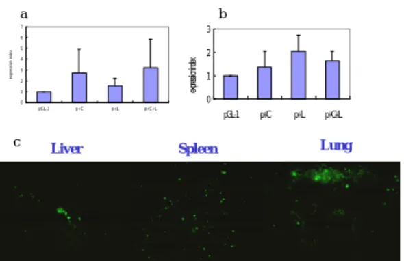 Fig. 6 The in vivo transfection studies; (a) the tail vein injection (b)  intraportal injection (c) The section of liver, spleen and lung 48 hours  after tail vein injection of pGL-1, conjugate plus liposome mixture  under fluorescent microscope (400X)