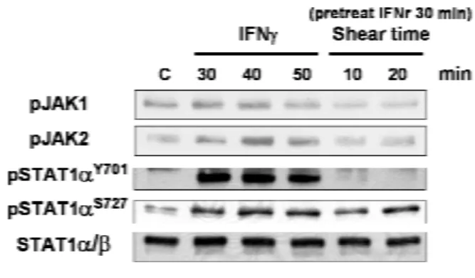Fig. 4 Shear stress (SS) suppresses IFNγ-induced  JAK/STAT1 activation in BAECs. SS suppresses  IFNγ-induced JAK/STAT1 tyrosine phosphorylation in  a time- dependent manner