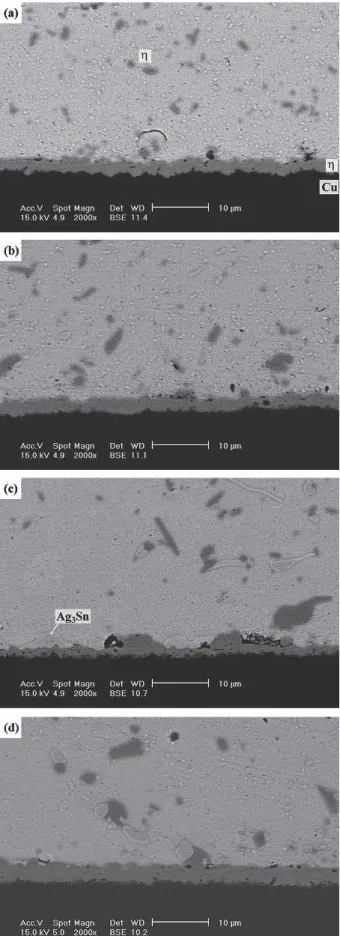Fig. 9. Morphology of intermetallic compounds formed at the inter- inter-faces of the Sn3Ag0.5Cu0.06Ni0.01Ge solder BGA packages with an immersion Ag surface finish after aging at 150°C for various times: (a) 100, (b) 300, (c) 700, and (d) 1000 hr.