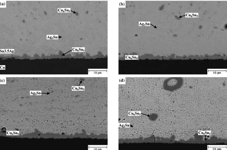 Fig. 3. Morphology of intermetallic compounds formed in the Sn-3.5Ag BGA packages with Ag/Cu pads after aging at 100 °C for various time periods: (a) 300 hr, (b) 500 hr, (c) 700 hr, and (d) 1000 hr.