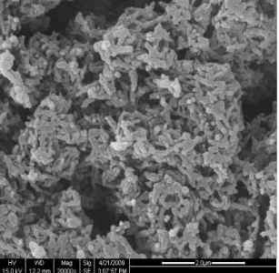 圖 10: 使用 2g DBSA 合成 Polyaniline nanotubes 之 TEM 圖 