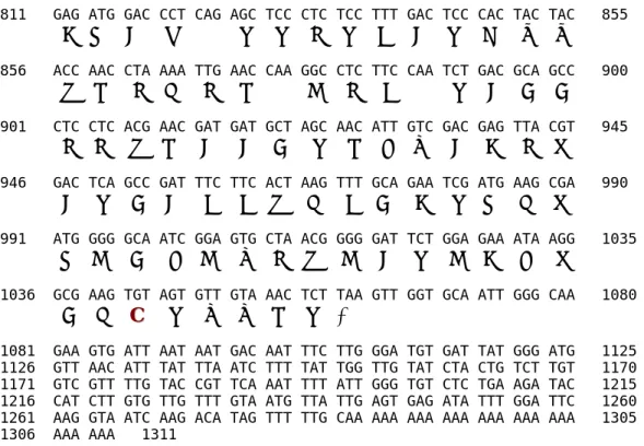 Fig. 1  The cDNA sequence and the deduced amino acid sequence of CKPX.  
