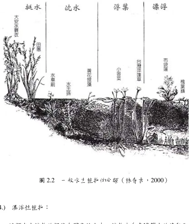 圖 2.2 一般水生植物的分類（林春吉，2000） 