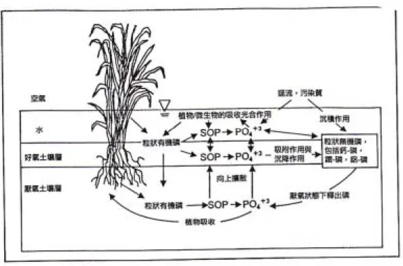 圖 2.5 溼地中磷的轉換情形（Mitsch and Gosselink，1993） 