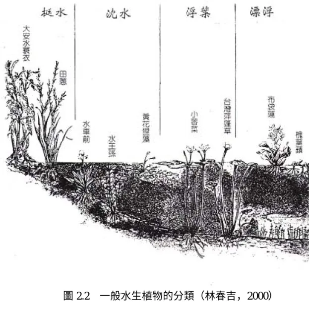 圖 2.2 一般水生植物的分類（林春吉，2000） 