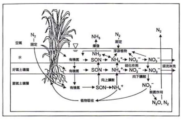 圖 2.4 溼地中氮的轉換情形（Mitsch and Gosselink，1993） 