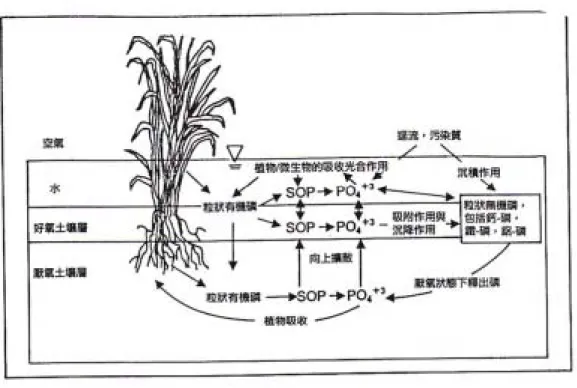 圖 2.5 溼地中磷的轉換情形（Mitsch and Gosselink，1993） 
