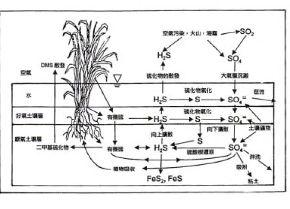 圖 2.6 溼地中硫的轉換情形（Mitsch and Gosselink，1993） 