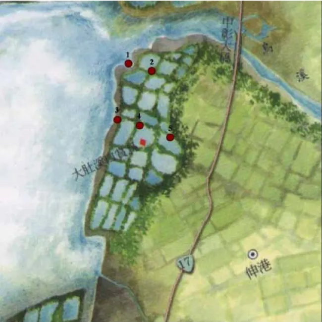 圖 3.3  彰化縣大肚溪口南岸濕地採樣分佈點 
