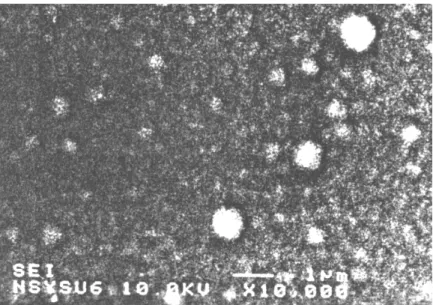 Fig. 6 SEM micrograph of the GaN sample implanted with 10 17 atoms/cm 2 of As and As particles produced after annealing of 1000ºC 3 min.