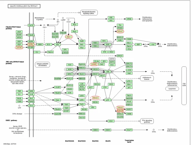 Figure 3: Pathway for MAPK signaling process. In total, eight cancer-related genes have been shown in circle.