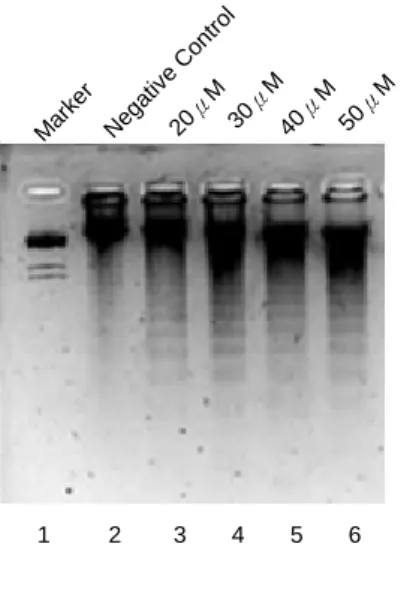 Fig. 1. Quercetin induced apoptosis of HL-60 cell.   