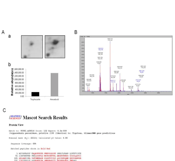 Figure 7. Results of TXNPx as the representative of protein identification using  MALDI-TOF-MS/MS.A,a, Enlarged 2-DE images of TXNPx which was upregulated  in the amoeboid stage of T.vaginalis
