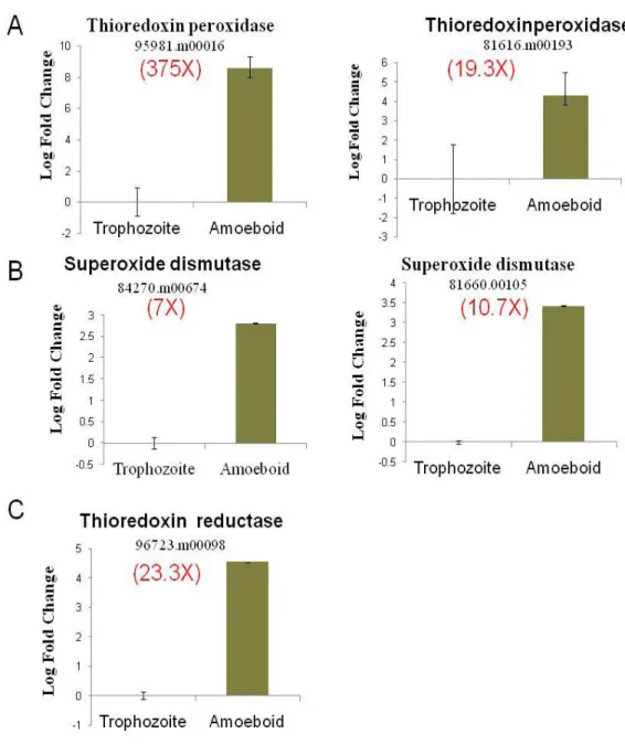 Figure 12.RT-PCR analysis of representative antioxidant enzymes in the amoeboid  stage and trophozoite of T.vaginalis