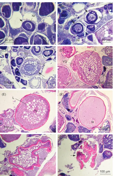 Fig. 4.  Seven developmental stages of oocytes in the ovary of Chaetodontoplus septentrionalis